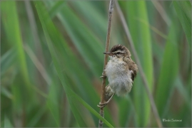<p>RÁKOSNÍK PROUŽKOVANÝ (Acrocephalus schoenobaenus) jižní Morava ---- /Sedge warbler - Schilfrohrsänger/</p>